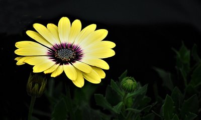 DSC_9364 (2).JPG