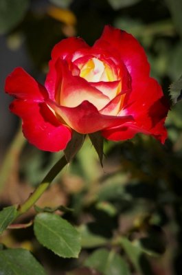 IMGP2432 (2).JPG
