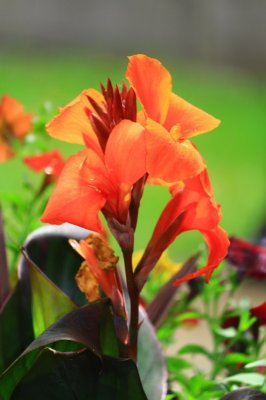 IMG_2618.JPG