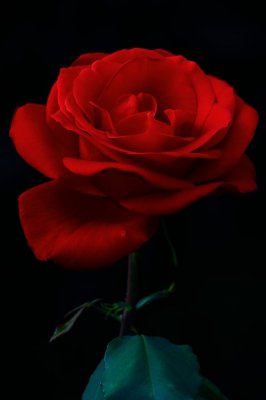 IMG_2729 (2).JPG