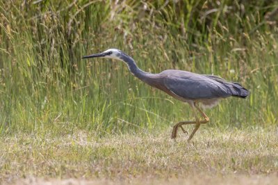 White Faced Heron 2.jpg