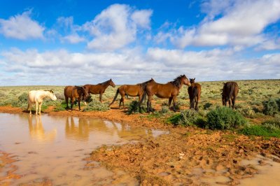 Wild Horses.jpg