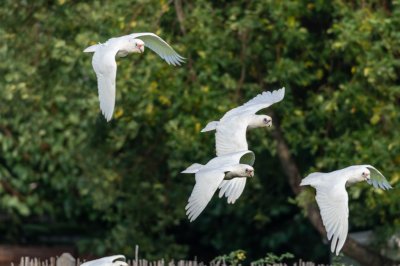 Corella Composite 2.jpg