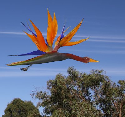 Bird-of-Paradise-REAL-2.jpg