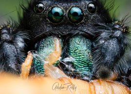 venom_macro