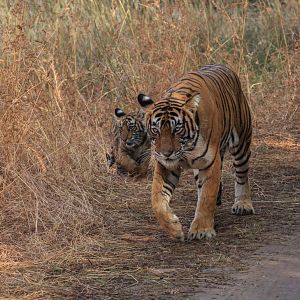 Noor and cubs on the move