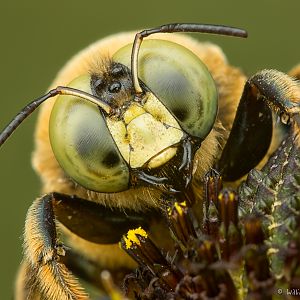 Macro