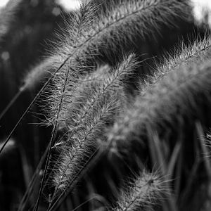 Soft Breeze