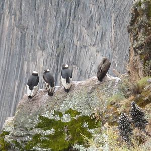 Condors2