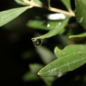Rain drop