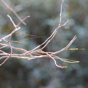 Cobwebs