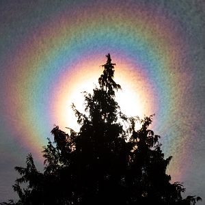 Psychedelic Tree