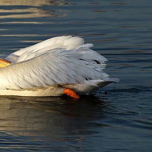 American White Pelican