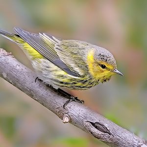 Backyard Birds
