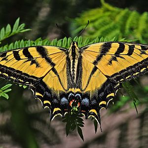 Western Tiger Swallowtail