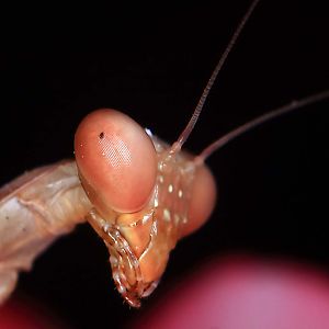 A pink mantis.