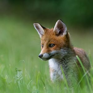 En chasse