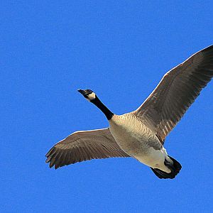 Canada Goose