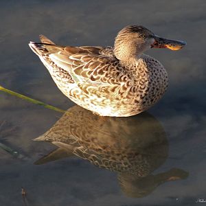 Northern Shoveler