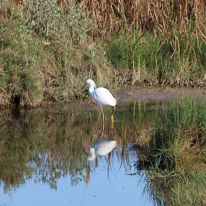 Snowy Egret