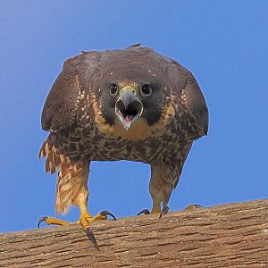 Peregrine Falcon