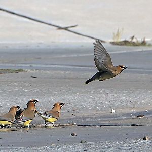 Cedar Waxwings