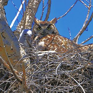 IMG_9131a1a23Great Horned Owl with baby.