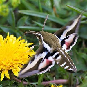 Bedstraw hawk-moth