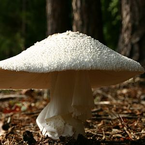 Mushroom in the woods