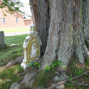 HeadStone being claimed by a tree