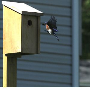 Blue Bird home with dinner