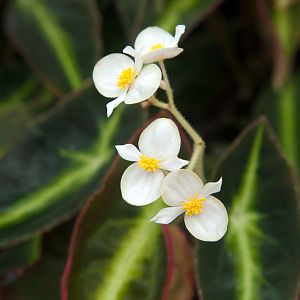 Botanical-Gardens--Orchard-House-16