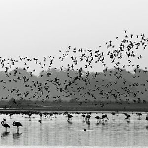 IMG_6706(b&w)
