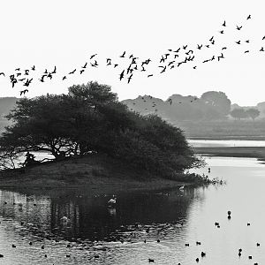 Avian airshow