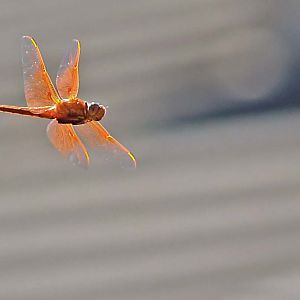 Flame Skimmer