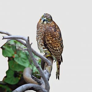 Hawk