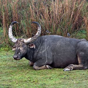 Wild water buffalo
