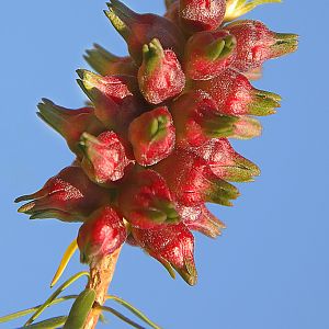 8806-Callistemon_Buds