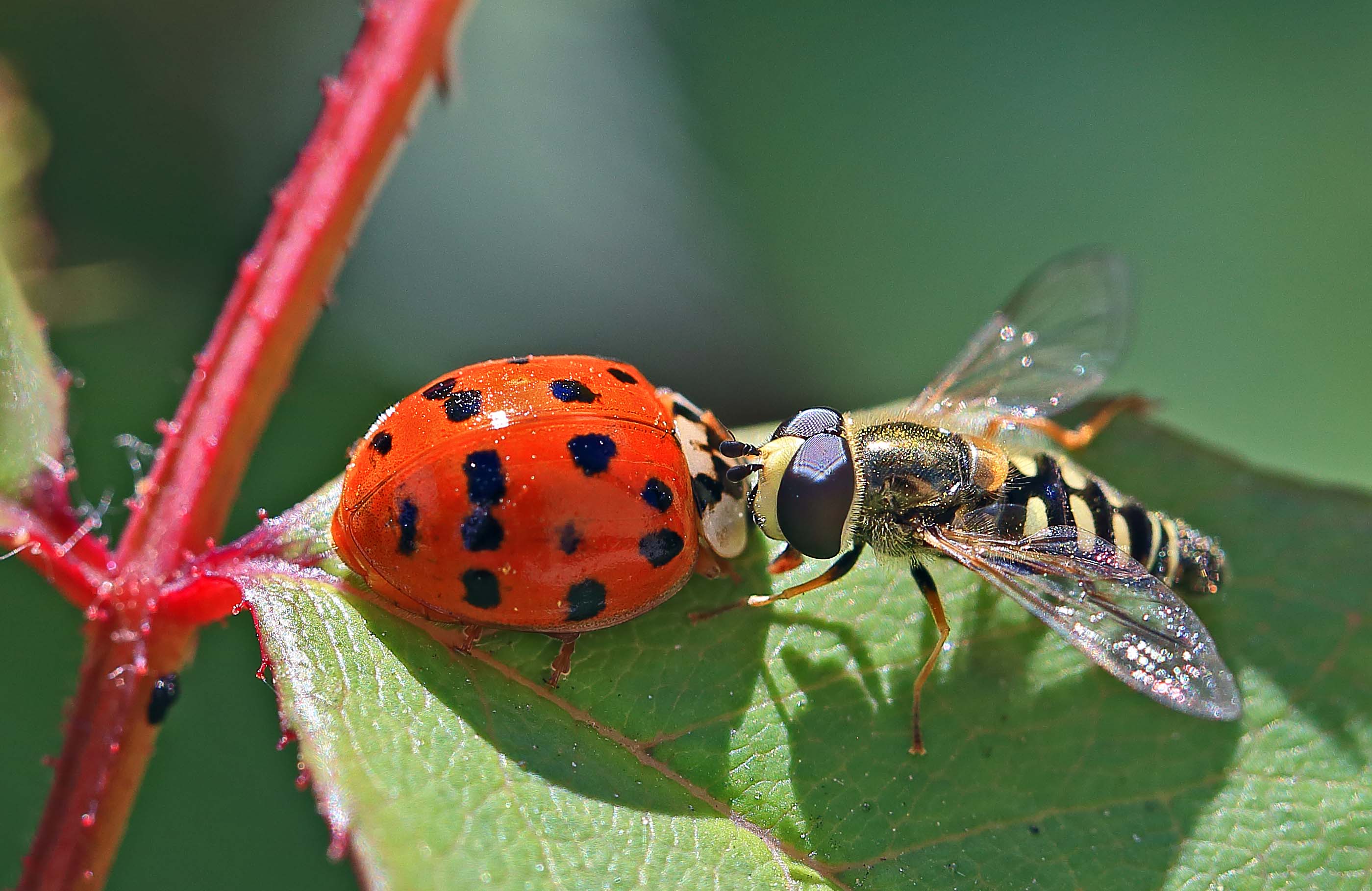 Image of Ladybugs and hoverflies